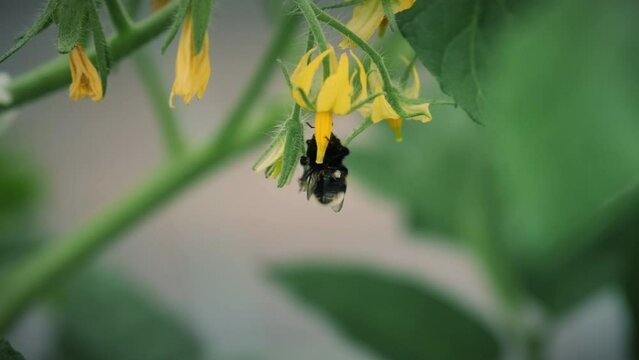 A bumblebee pollinates a tomato. Bumblebee on tomato flowers close-up. Using bumblebees in a greenhouse to pollinate plants.