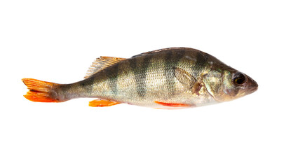 Perch fish isolated on a white background.