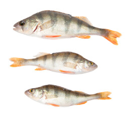 Perch fish isolated on a white background.