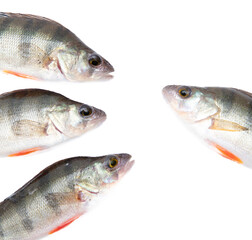 Perch fish isolated on a white background.