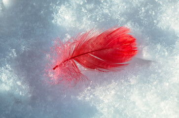 Red feather on white snow in winter. Close-up