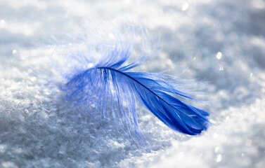 Blue feather on white snow in winter. Close-up