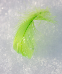 Green feather on white snow in winter. Close-up