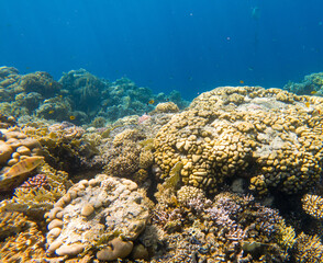 Coral reef under sea water.