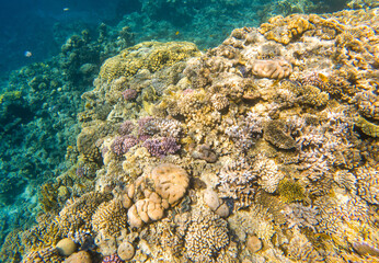 Coral reef under sea water.