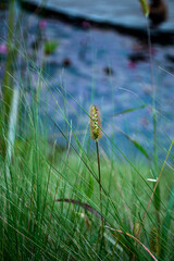 grass