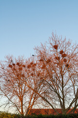 Fototapeta premium crows and their nests in sycamore trees