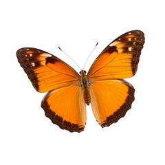 Fototapeta premium butterfly isolated on white, transparent background, PNG , digital ai art 