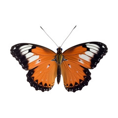 Fototapeta na wymiar butterfly isolated on white, transparent background, PNG , digital ai art 