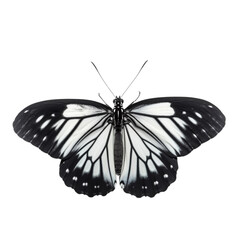 Fototapeta na wymiar butterfly isolated on white, transparent background, PNG , digital ai art 