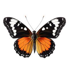 Obraz na płótnie Canvas butterfly isolated on white, transparent background, PNG , digital ai art 