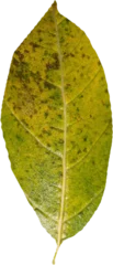 Plexiglas foto achterwand Close up of green leaf © vectorfusionart