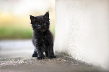 beautiful curious maine coon kitten posing outdoors