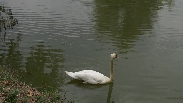 Swan swimming on a lake near the shore