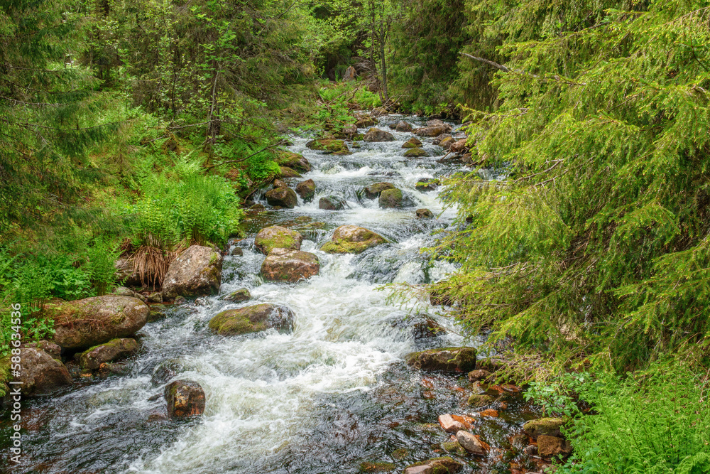 Wall mural River rushing through the forest