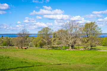 Cattle on a meadow in a rural spring landscape