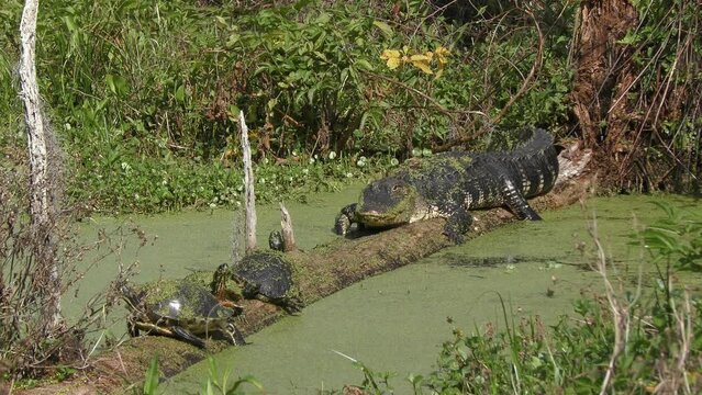 Alligator and Turtles Sunning on a log in a swamp