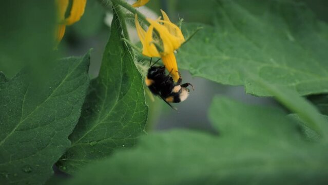 A bumblebee pollinates a tomato. Bumblebee on tomato flowers close-up. Using bumblebees in a greenhouse to pollinate plants.