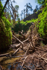 Fern Canyon at Redwood National Park