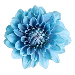 Blue dahlia flower isolated on white