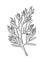 Hand drawn Cystoseira sketch. Edible seaweed drawing isolated on white background. Brown algae vector food illustration. Healthy food ingredients in engraved style.