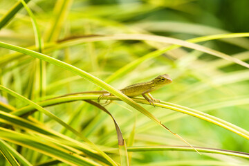 Small changeable lizard resting on green leaves
