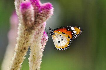 A male Plain Tiger is feeding on the flower of Feather Cockscomb