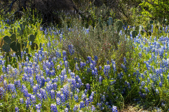 A cluster Beautiful Bluebonnets and Desert Christmas Cacti in full bloom on a sunny Spring Day located at Inks Lake State Park in Burnet Texas