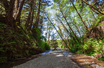 Fern Canyon at Redwood National Park