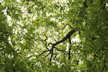 Fototapeta premium fresh leaves