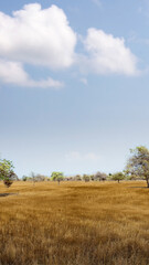Fototapeta na wymiar Landscape view of the savanna