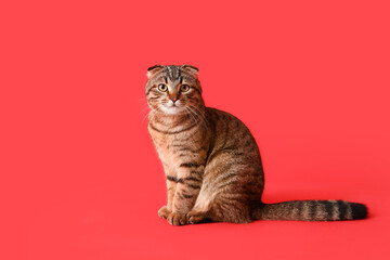 Striped Scottish fold cat on red background