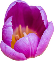 Fresh pink tulip