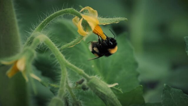 A bumblebee pollinates a tomato. Bumblebee on tomato flowers close-up. Using bumblebees in a greenhouse to pollinate plants.