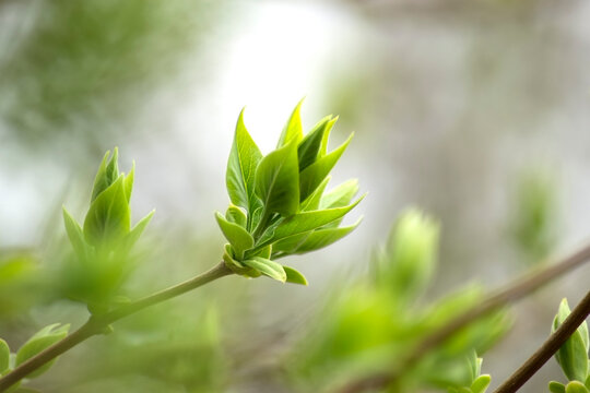 Blossoming buds of lilacs. macro photography