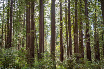 Obraz premium Towering Redwoods at Redwood National Park