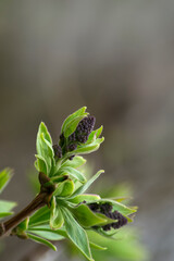 Blossoming buds of lilacs. macro photography