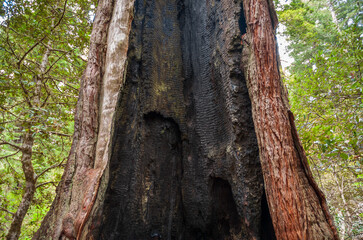 Towering Redwoods at Redwood National Park