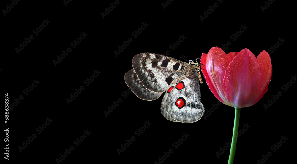 Aufkleber apollo butterfly on red tulip flower in dew drops isolated on black