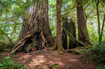 Towering Redwoods at Redwood National Park