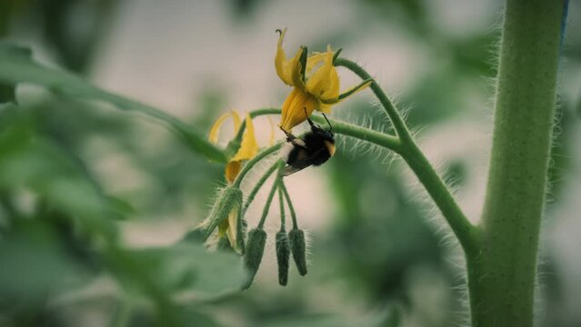 A bumblebee pollinates a tomato. Bumblebee on tomato flowers close-up. Using bumblebees in a greenhouse to pollinate plants.