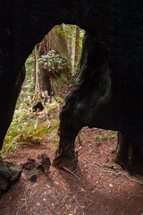 Towering Redwoods at Redwood National Park