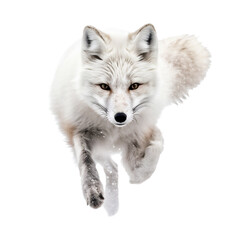 Obraz premium Running Portrait of Arctic Fox, Beautiful Animal in Motion. Generative AI