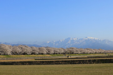 Fototapeta na wymiar 桜並木と雪山
