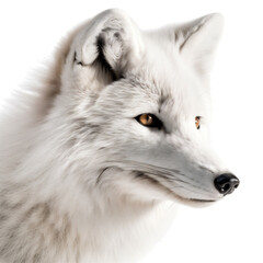 Obraz premium Close-Up Arctic Fox Head Portrait, Studio Shot Excellence. Generative AI