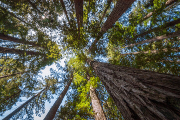 Fototapeta premium Towering Redwoods at Redwood National Park