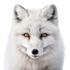 Polar Fox Head Close-Up, Charming Front View Portrait. Generative AI
