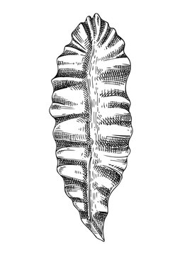 Hand drawn red algae sketch. Dried nori ingredients. Edible seaweed drawing isolated on white background. Sea kelp vector food illustration. Japanese cuisine, sushi and onigiri ingredient