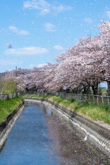見沼田んぼの用水路沿いの桜並木の桜吹雪
