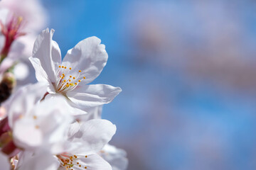 青く澄んだ晴れた空と満開の桜のクローズアップ